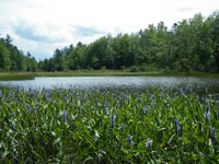 Clark Pond in Bloom