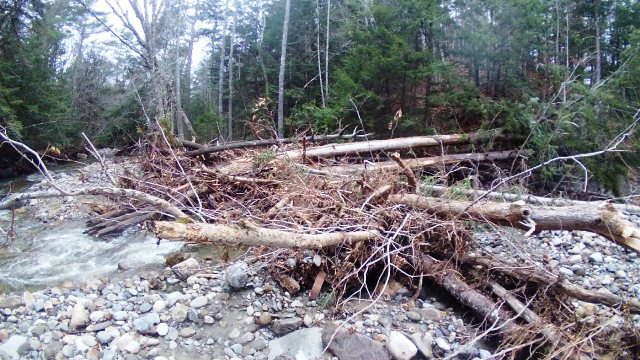 trees damming water