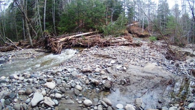 trees torn out by surging water