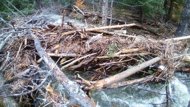 log jam of trees