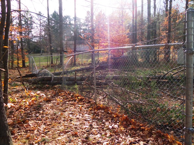 blown down trees on fence