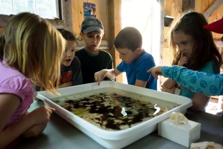 children observing water ecology pan