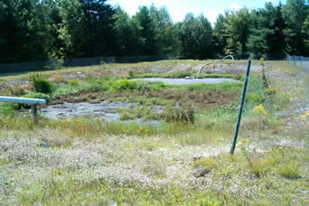 Muddly looking pond.