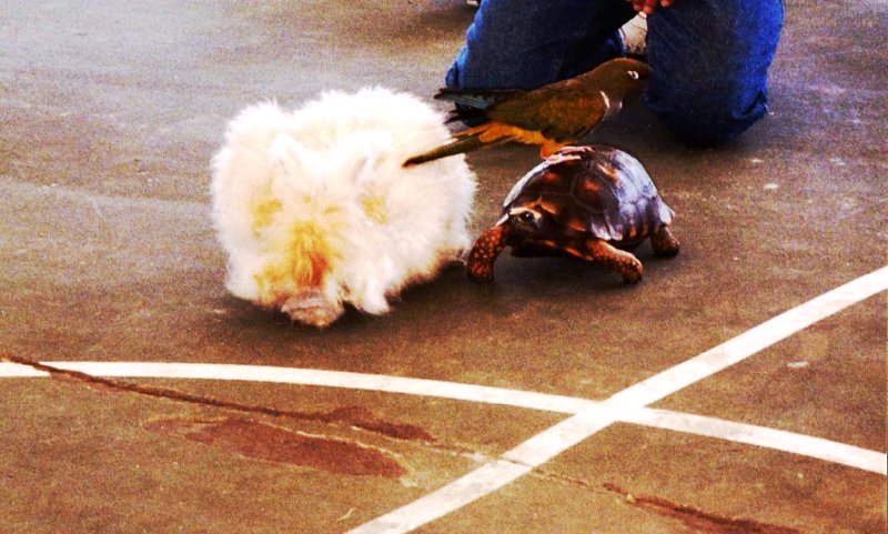 turtle and hare