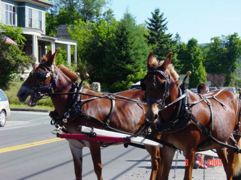 2 mules pulling float
