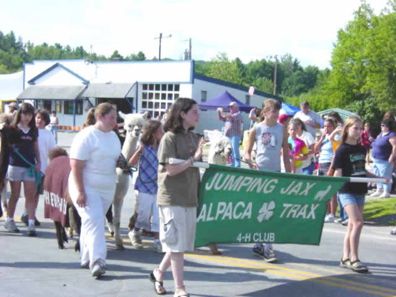 alpaca club