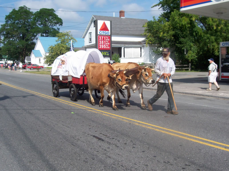 mini covered wagon pulled by yoked cows