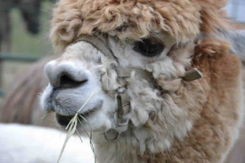 llama