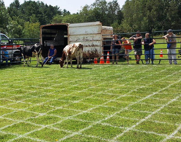 cow flop grid
