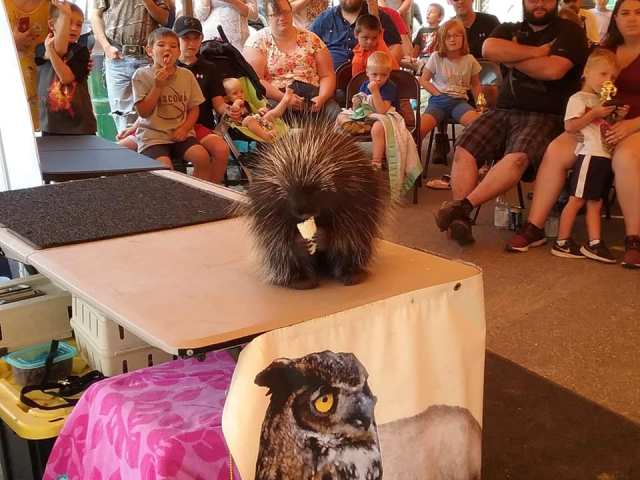 porcupine