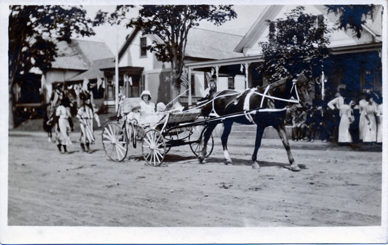 parade horses