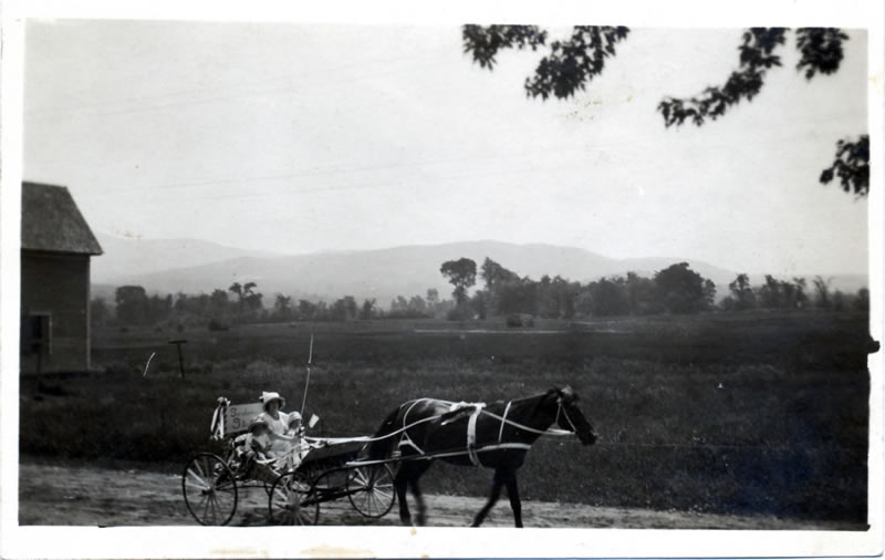 parade horses